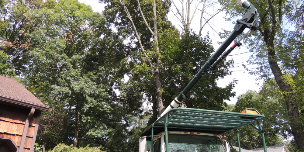 Tree Pruning crew at work in Caldwell, NJ
