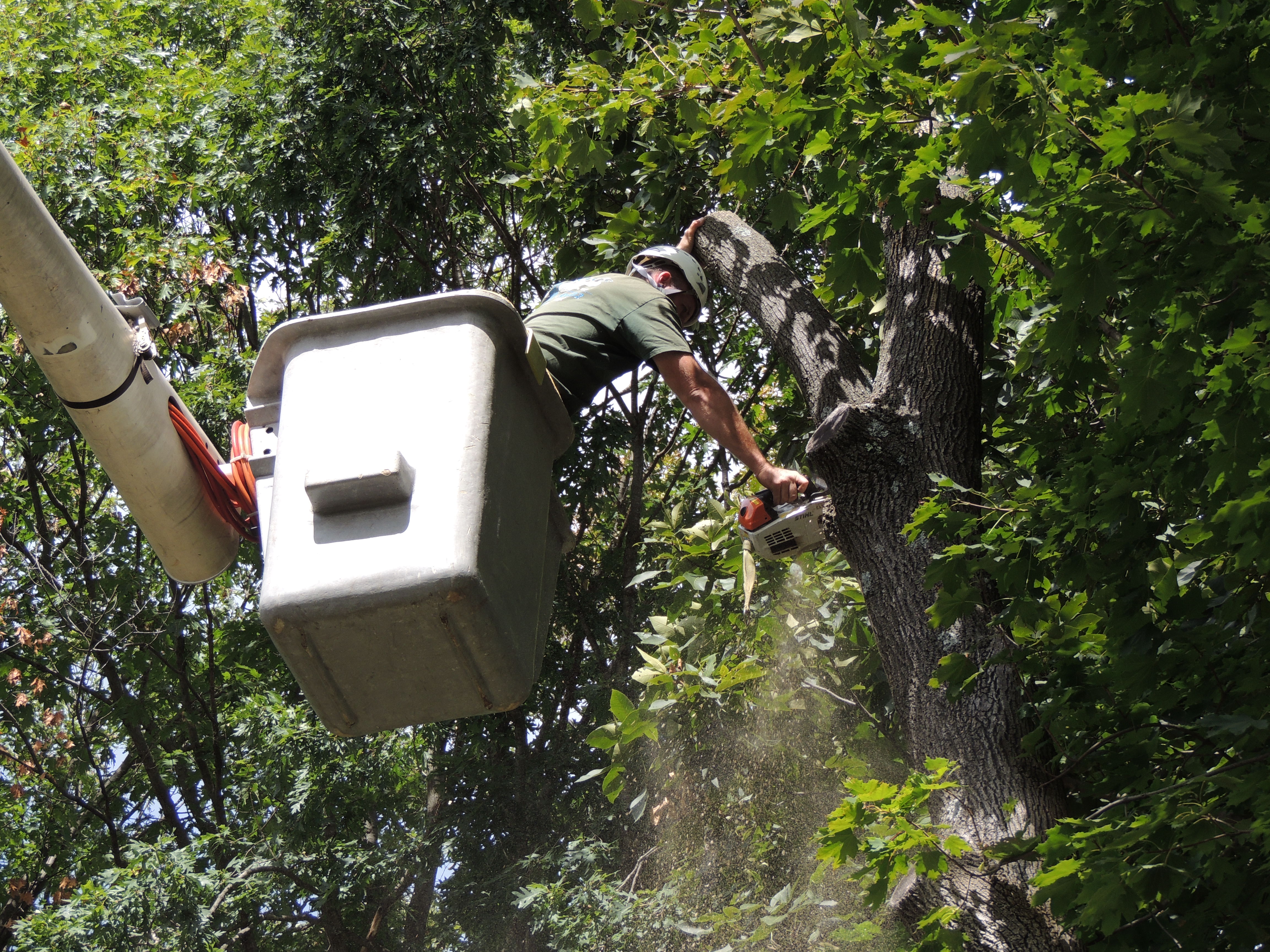 Tree Removal crew at work in Parsippany, NJ