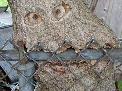 Commercial Tree Care in Fairfield, NJ